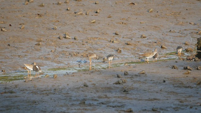 Common Redshank - ML430715931