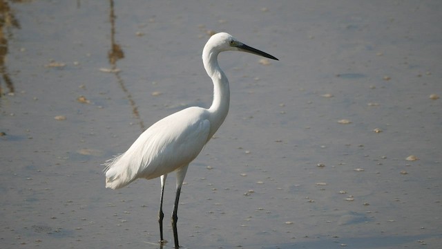 Little Egret - ML430716141