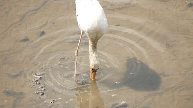 Milky Stork - ML430716631