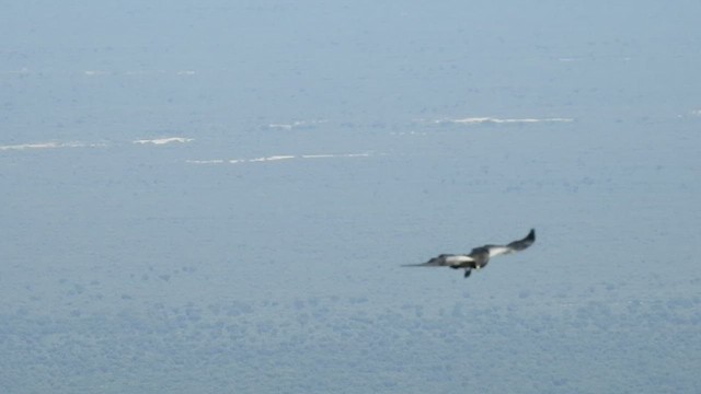 Black-chested Buzzard-Eagle - ML430717421