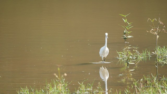 Little Egret - ML430717551