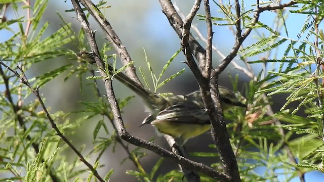 Greater Wagtail-Tyrant - ML430717841