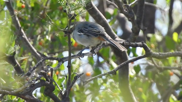 コバシマユシトド - ML430717931