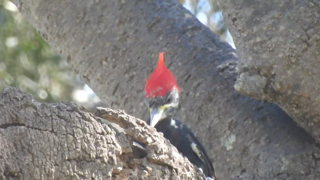 Black-bodied Woodpecker - ML430718001