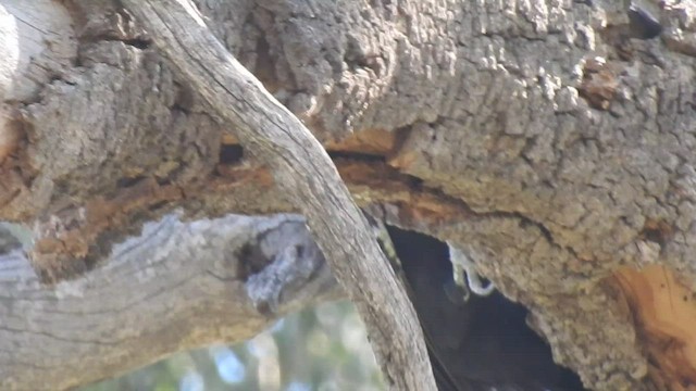 Black-bodied Woodpecker - ML430718011