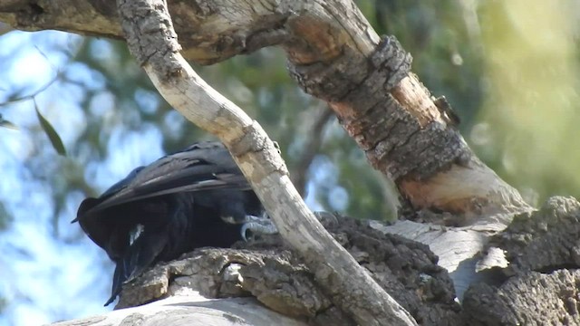 Black-bodied Woodpecker - ML430718031