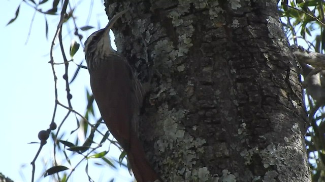 Narrow-billed Woodcreeper - ML430718041