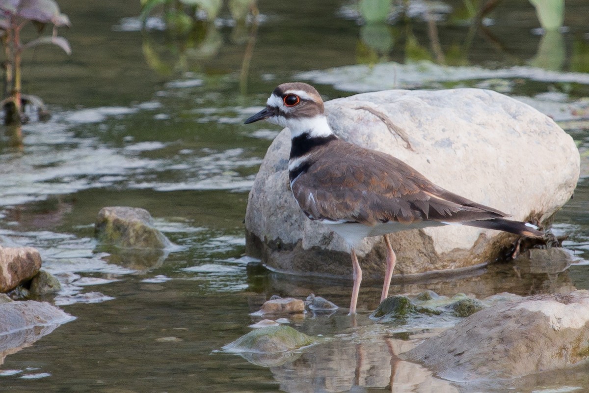 Killdeer - Torben Langer