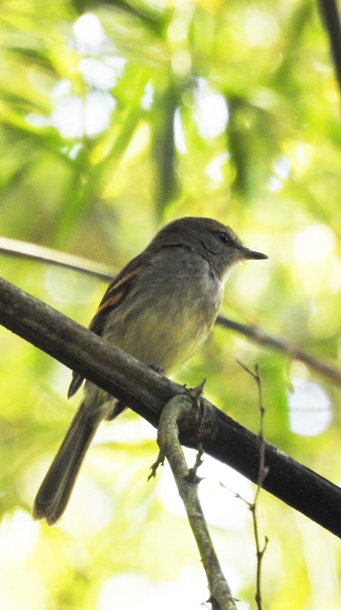 Fuscous Flycatcher - ML430718771