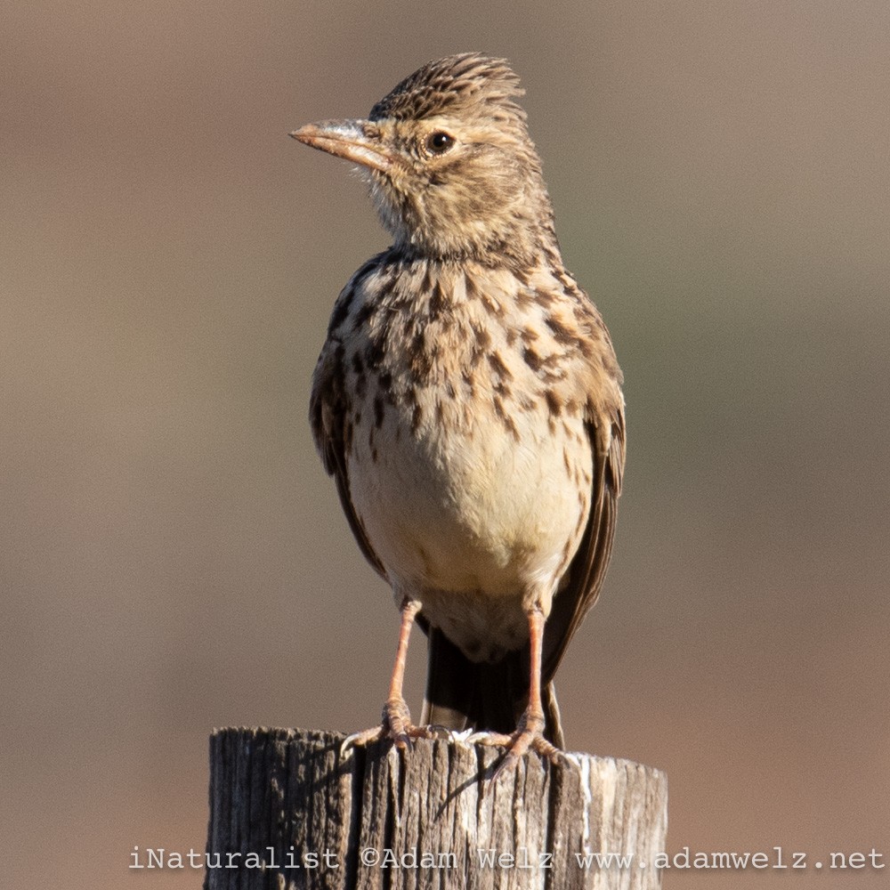 Large-billed Lark - ML430719241