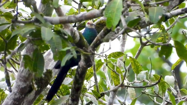 White-faced Cuckoo-Dove - ML430720101