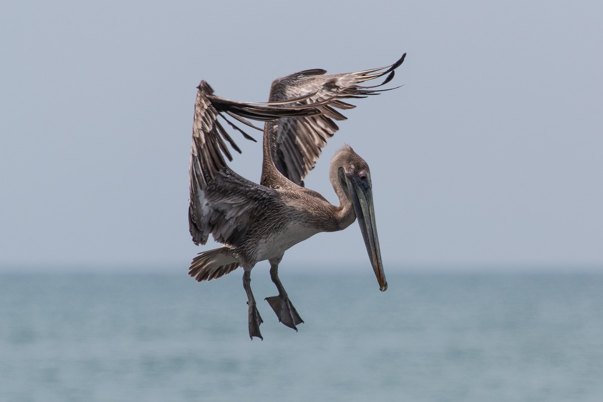 pelikán hnědý - ML430720241