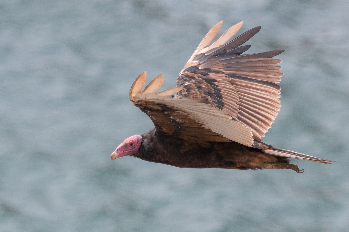 Turkey Vulture - Torben Langer