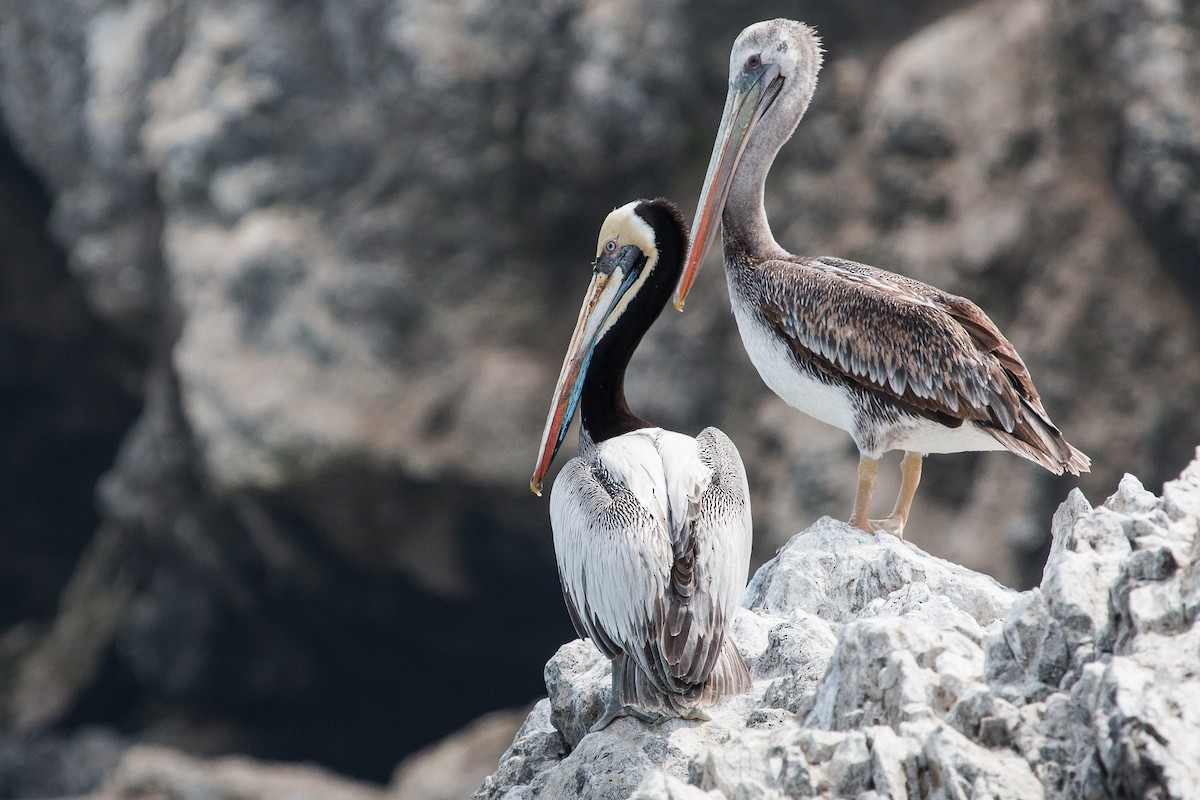 Peruvian Pelican - Torben Langer