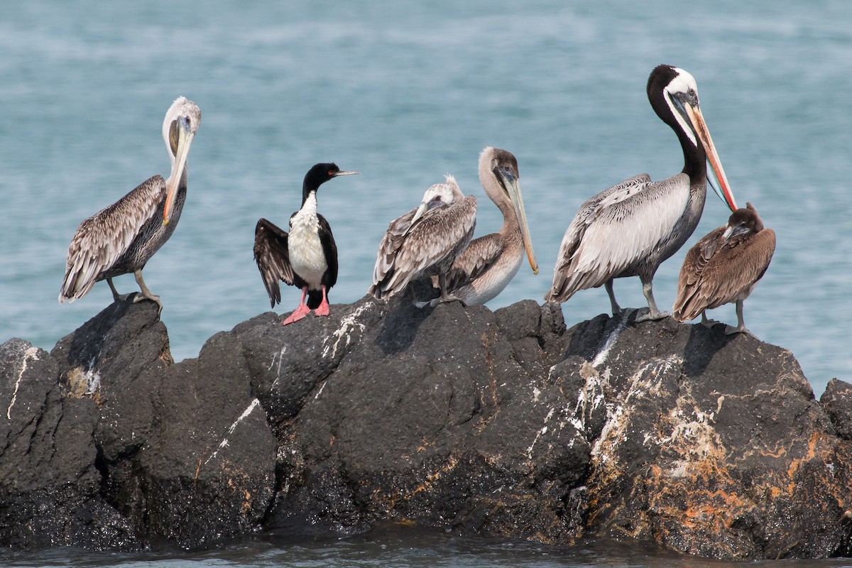 Peruvian Pelican - Torben Langer