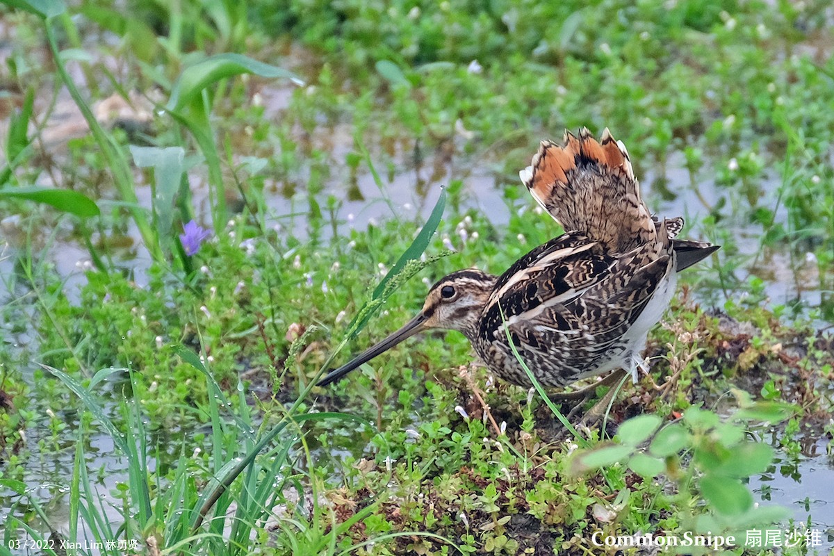 Common Snipe - ML430721511