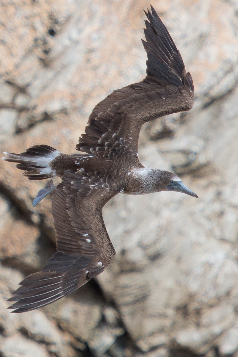 Blue-footed Booby - Torben Langer