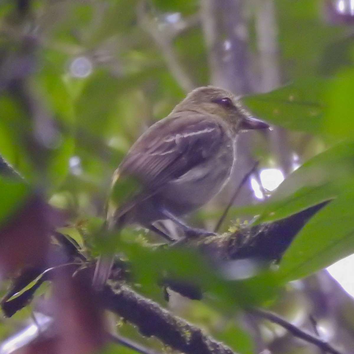 Bright-rumped Attila (Southern) - ML430722521