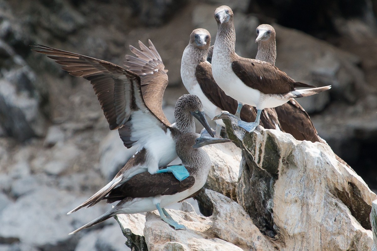 Blue-footed Booby - Torben Langer