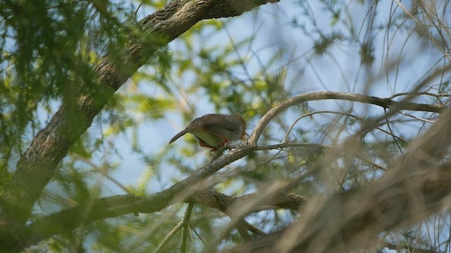 Ashy Tailorbird - ML430725831