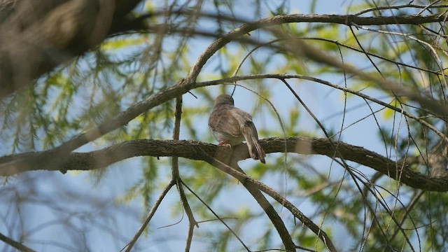 Ashy Tailorbird - ML430725951