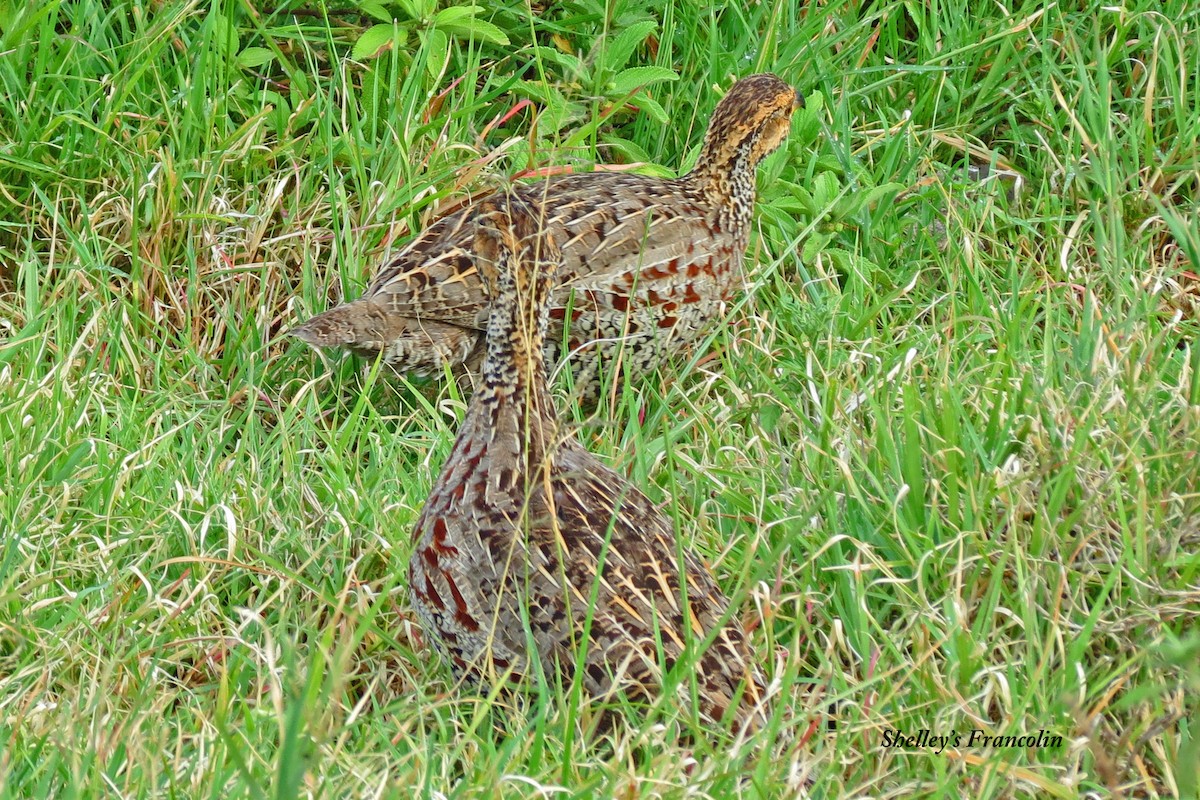 Shelley's Francolin - ML430729831