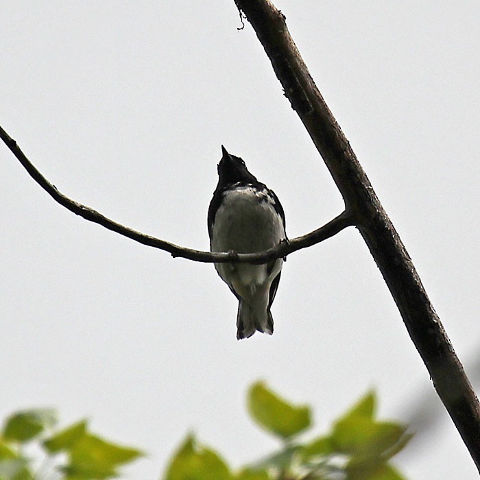 Black-throated Blue Warbler - ML430729891