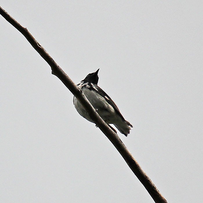 Black-throated Blue Warbler - ML430729901