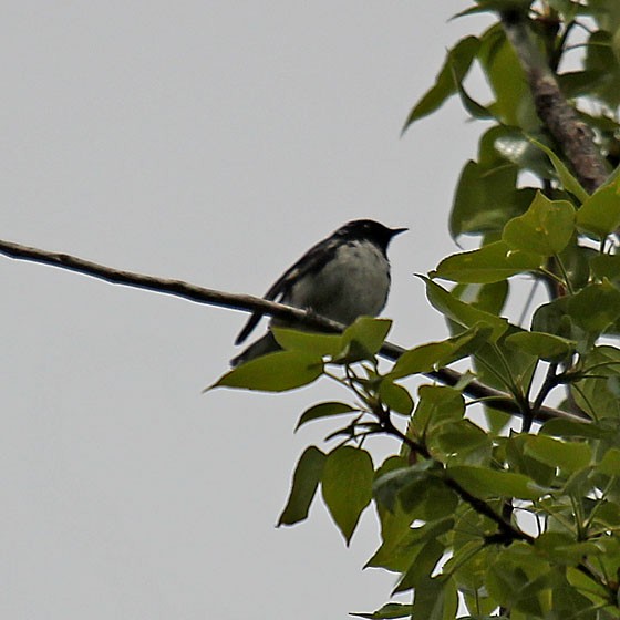 Black-throated Blue Warbler - ML430729911