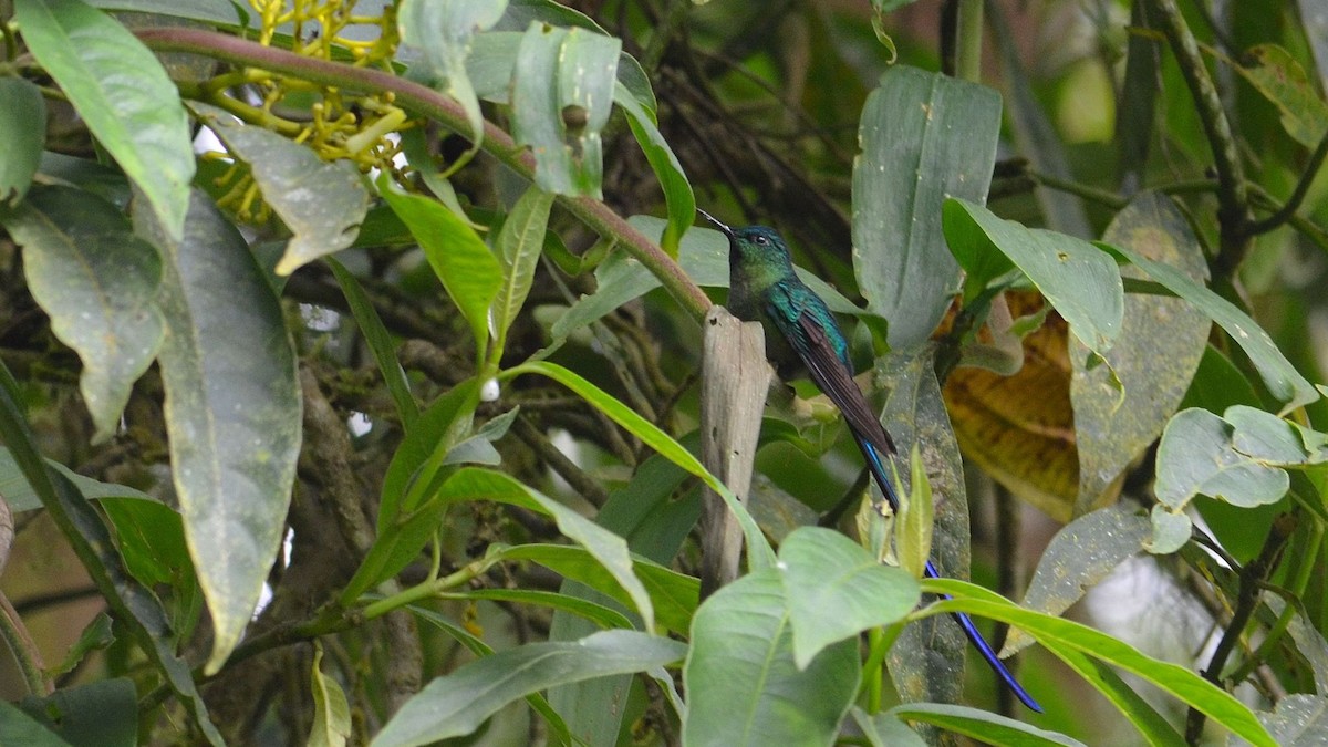 Long-tailed Sylph - Neil Diaz