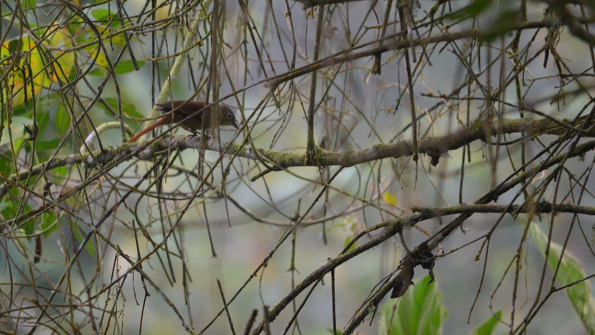 Montane Foliage-gleaner - ML43073141