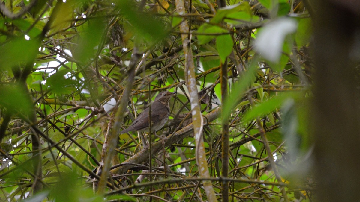 Swainson's Thrush - ML43073151