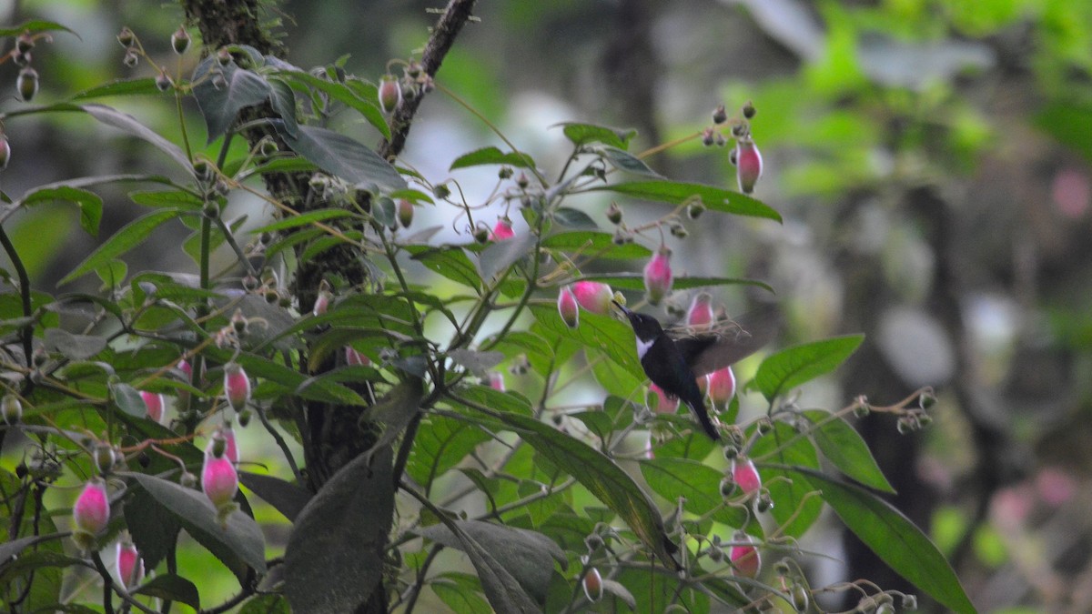 Collared Inca - Neil Diaz