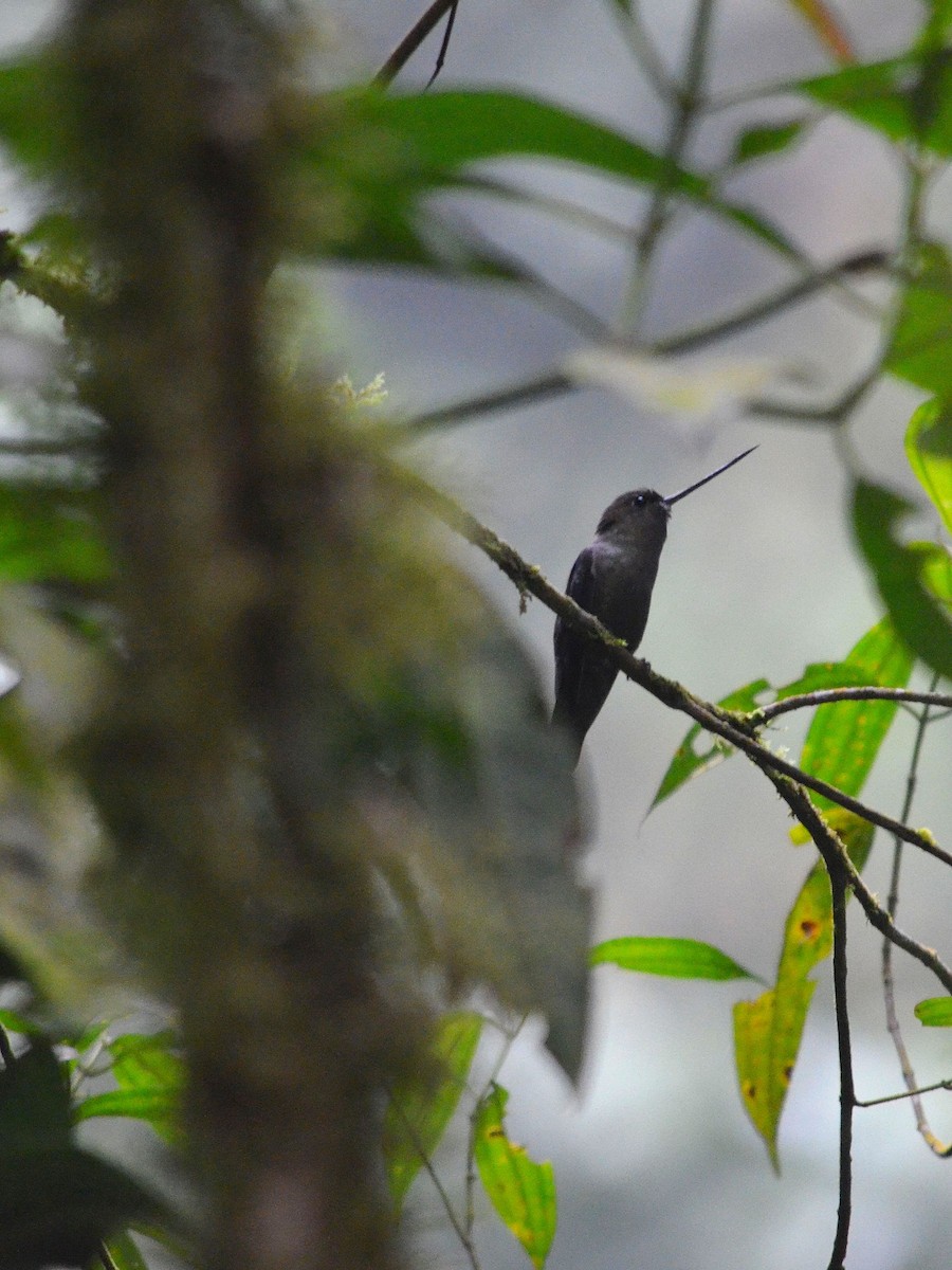 Green-fronted Lancebill - ML43073171