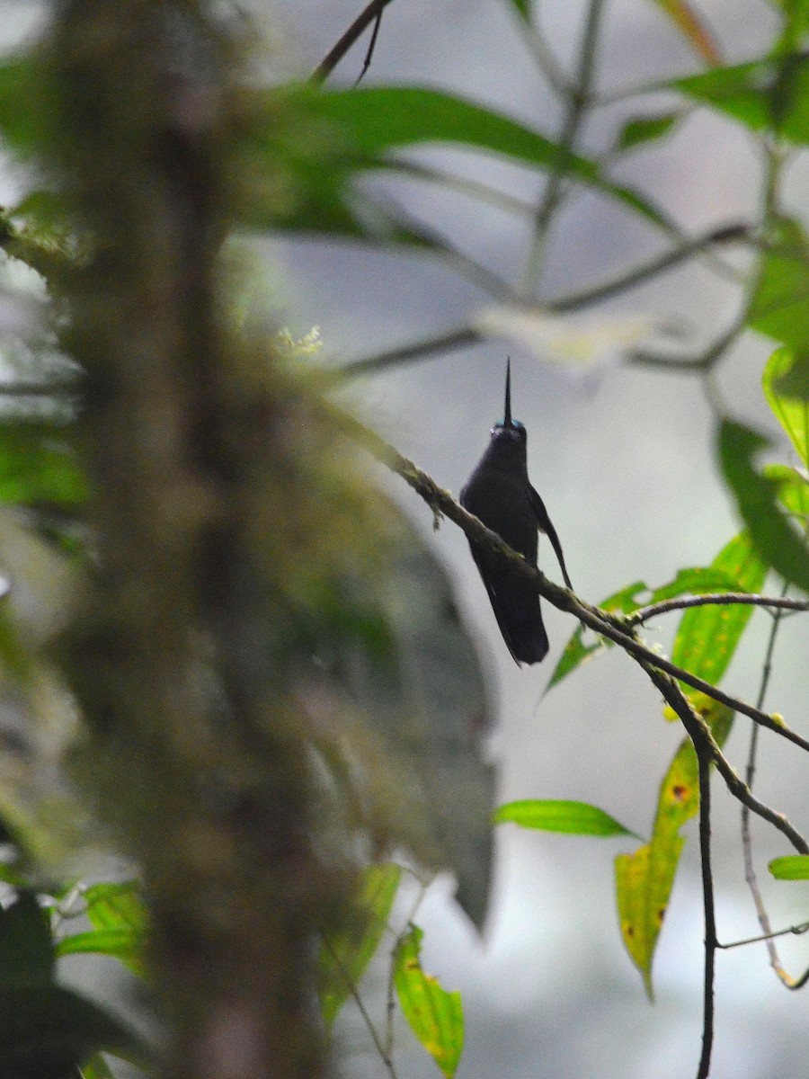 Green-fronted Lancebill - ML43073181