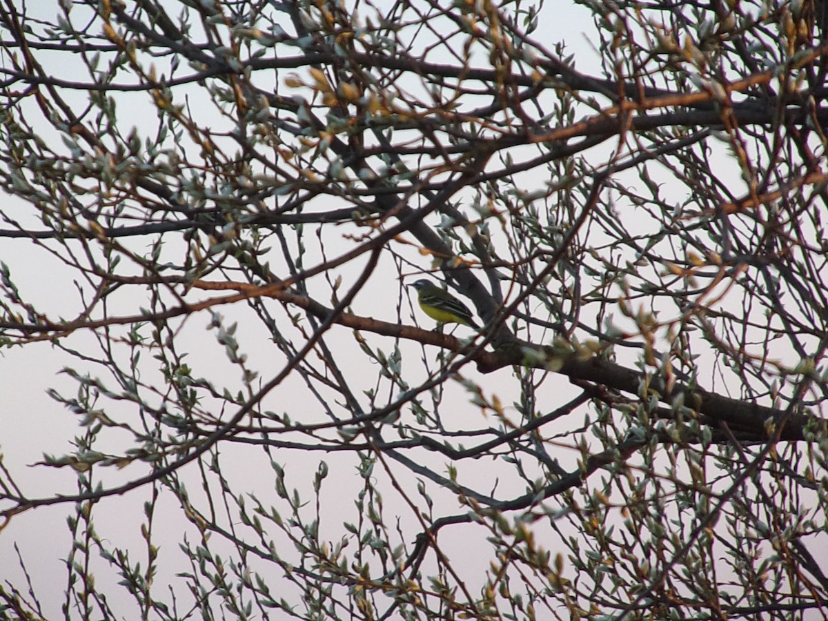 Western Yellow Wagtail - ML430732041