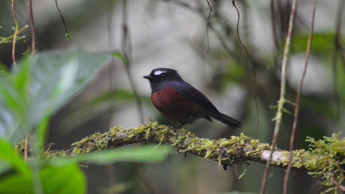 Chestnut-bellied Chat-Tyrant - ML43073211