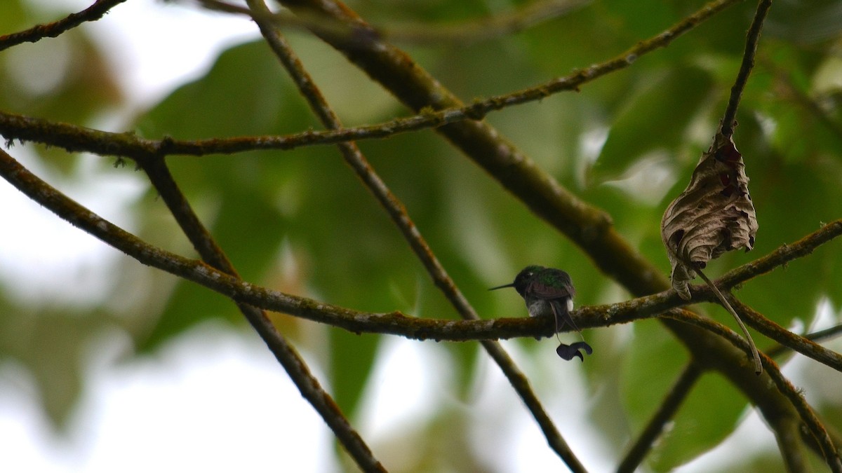 White-booted Racket-tail - ML43073221