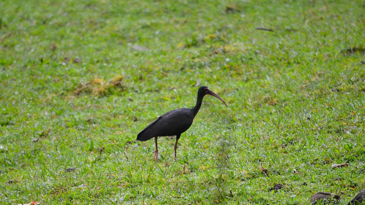 Bare-faced Ibis - ML43073241