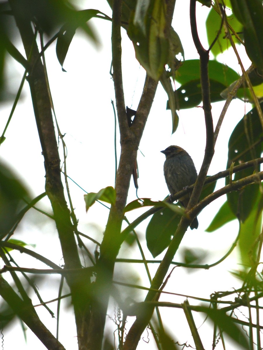 Metallic-green Tanager - ML43073261