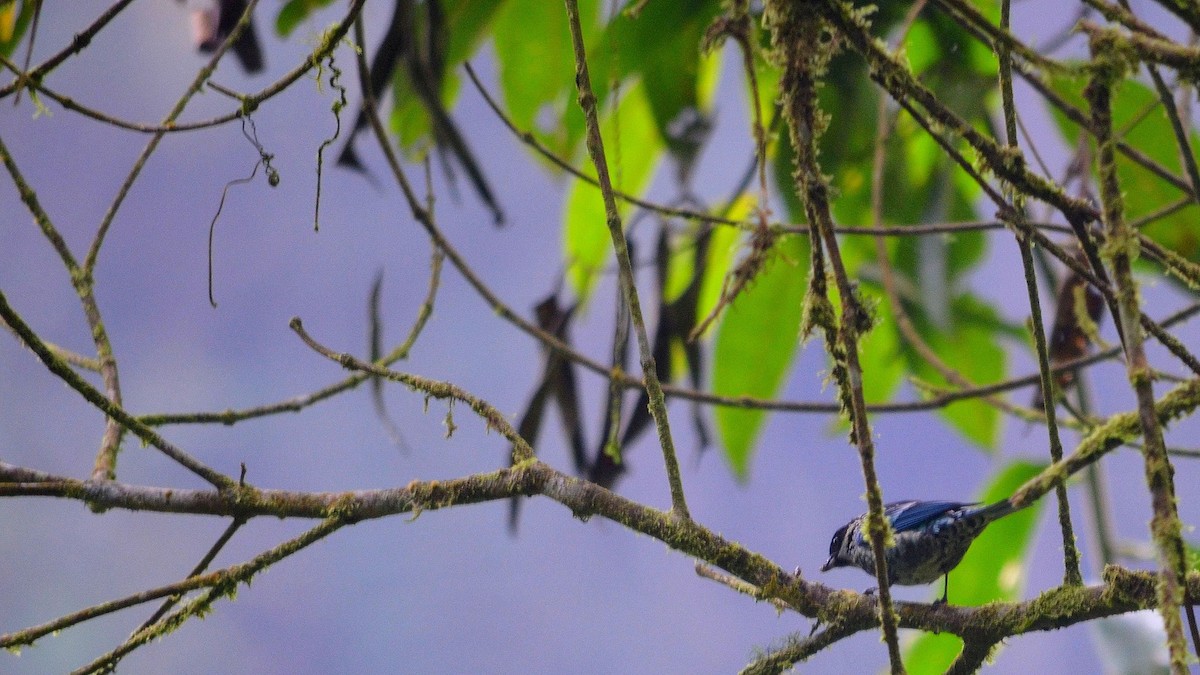 Beryl-spangled Tanager - ML43073271