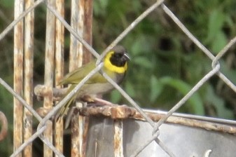 Cuban Grassquit - ML430733521