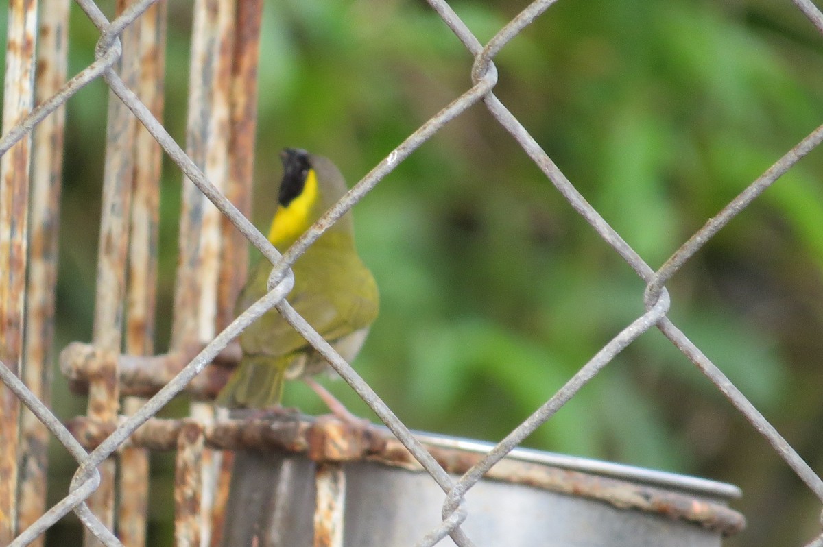 Cuban Grassquit - ML430733531