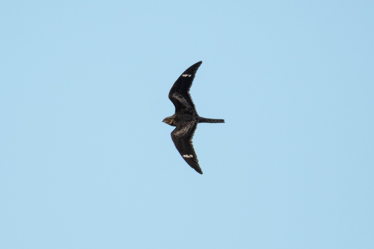 Common Nighthawk - ML430734611