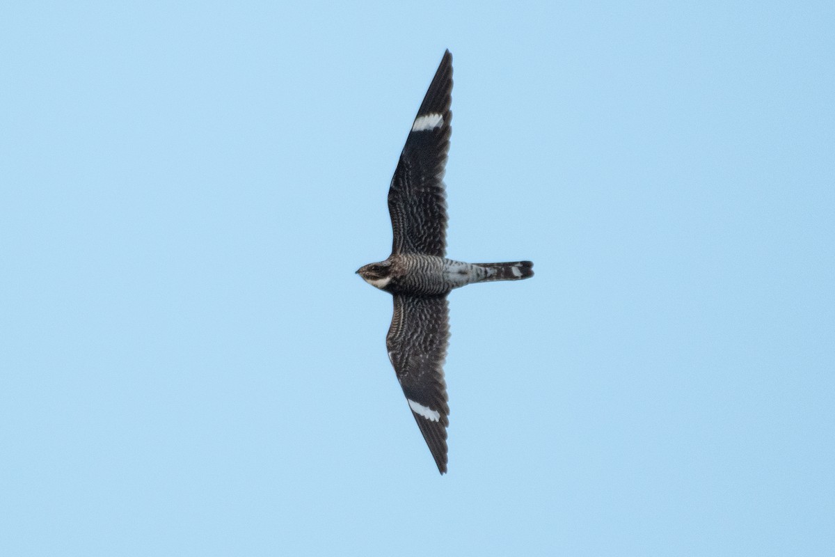 Common Nighthawk - ML430734621