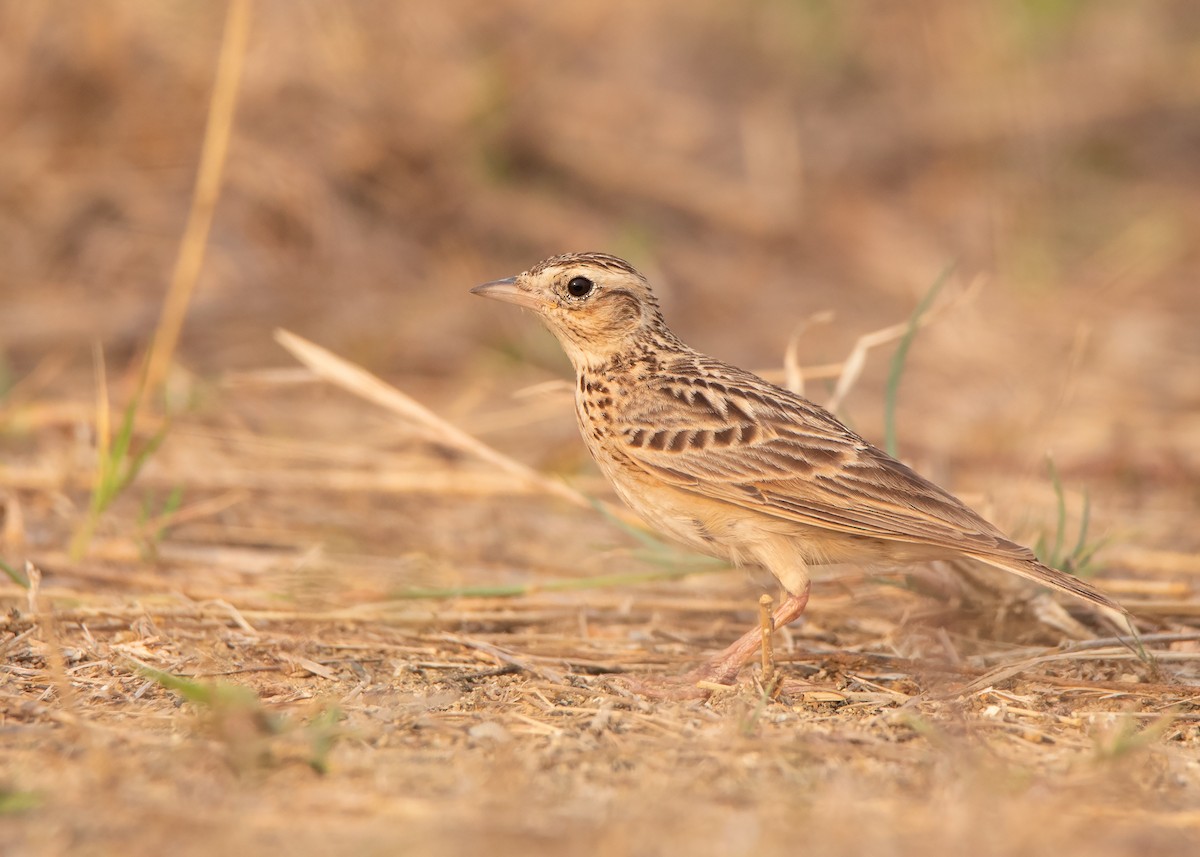 Oriental Skylark - ML430734631