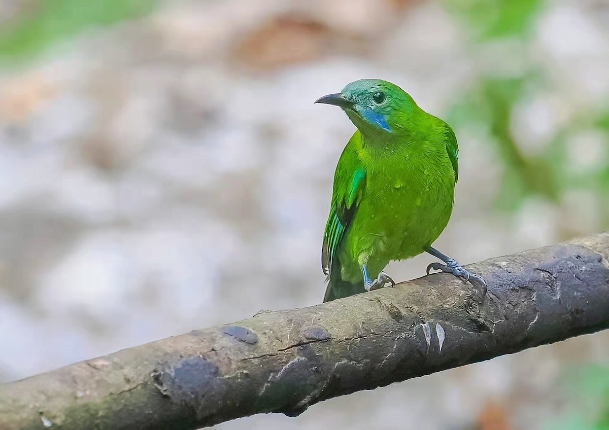 oransjebukbladfugl - ML430734681