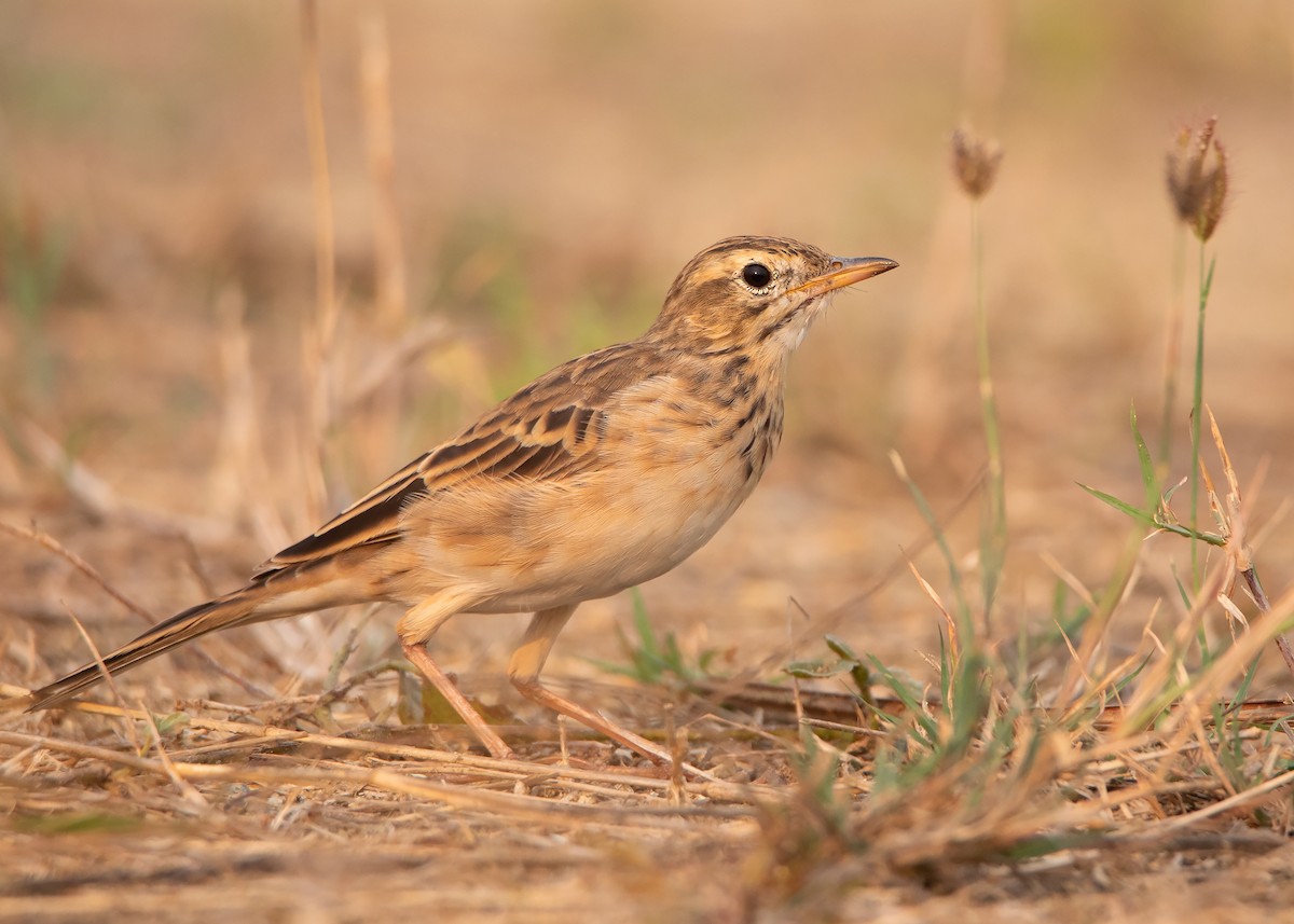 Richard's Pipit - ML430735011