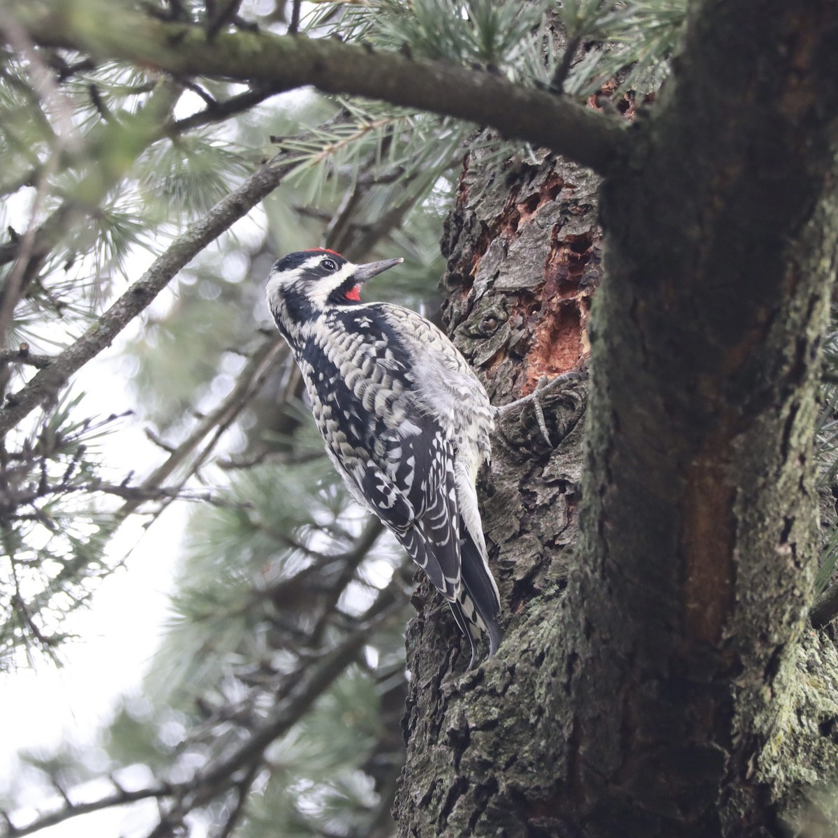 Yellow-bellied Sapsucker - ML430737291