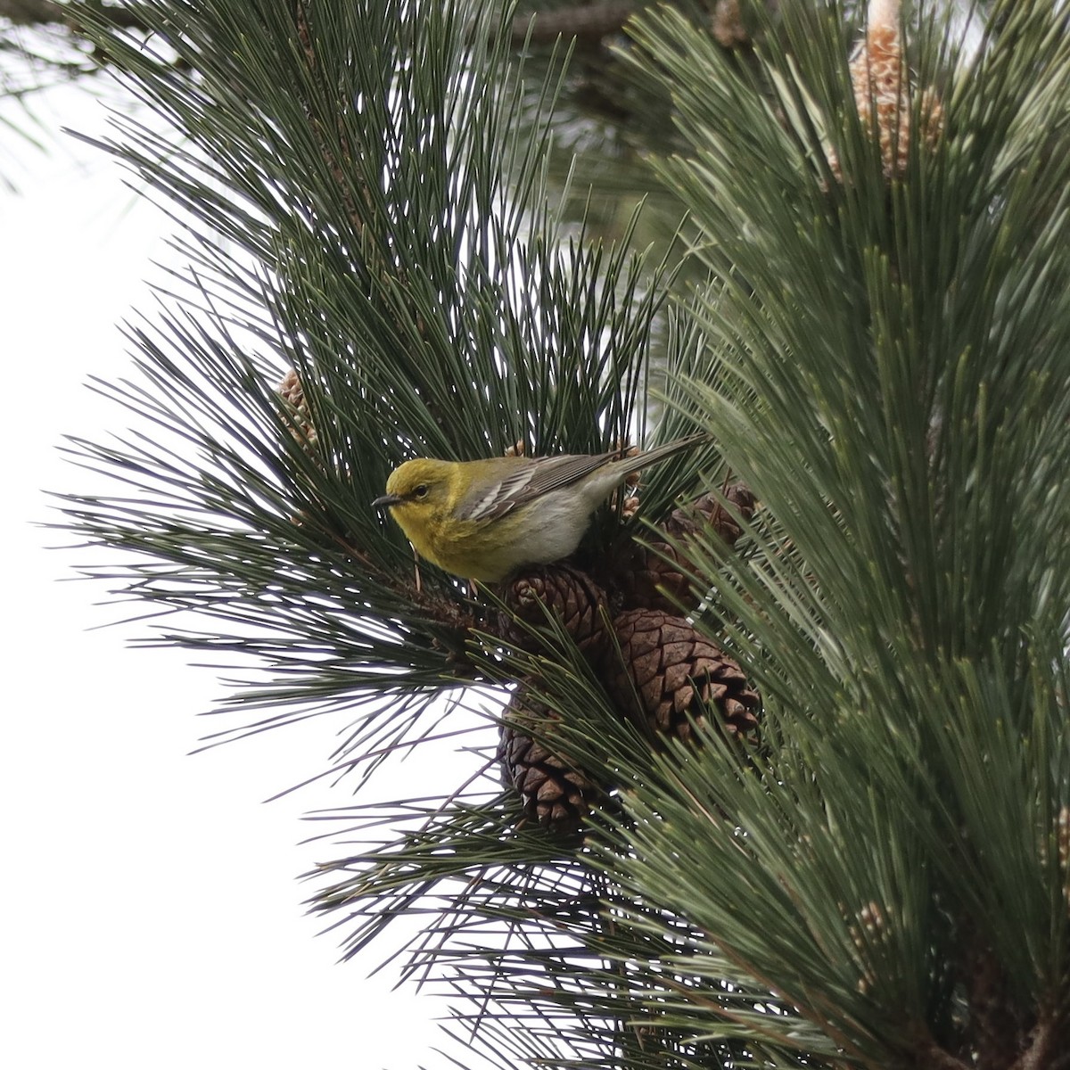 Pine Warbler - ML430737461